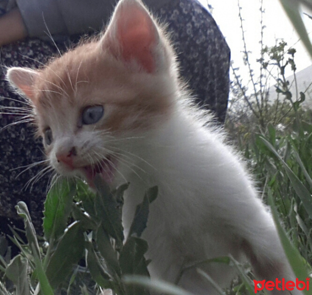 Tekir Kedi, Kedi  Henüz adi yok fotoğrafı