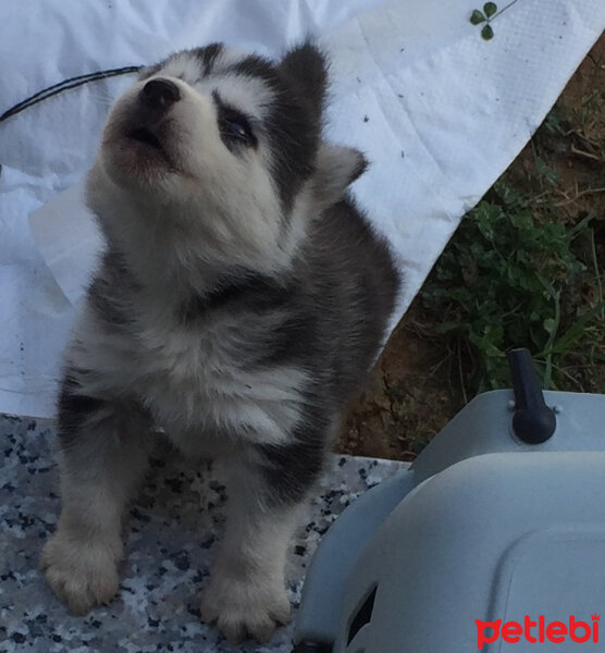 Sibirya Kurdu (Husky), Köpek  paşha fotoğrafı