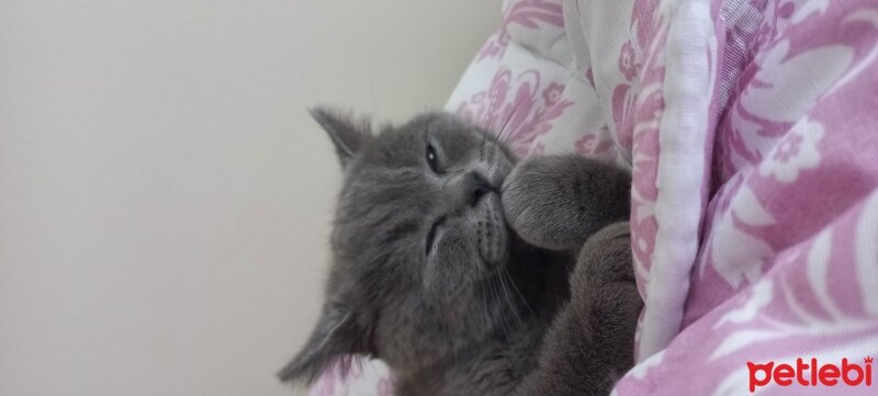 British Shorthair, Kedi  Mochi fotoğrafı