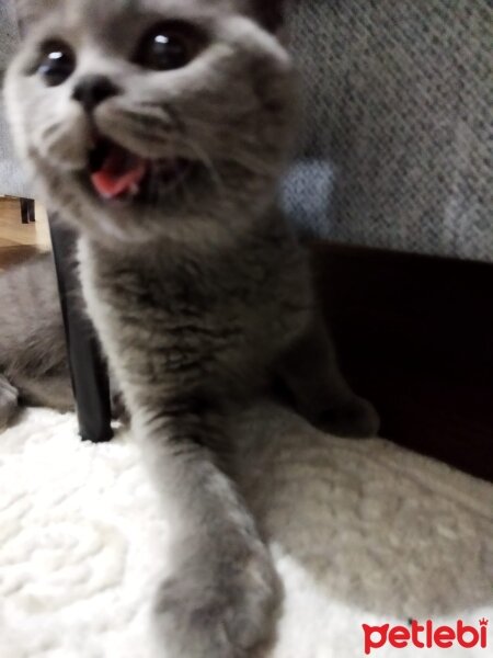 British Shorthair, Kedi  Mochi fotoğrafı