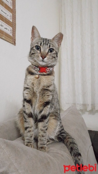 Tekir Kedi, Kedi  Balım fotoğrafı
