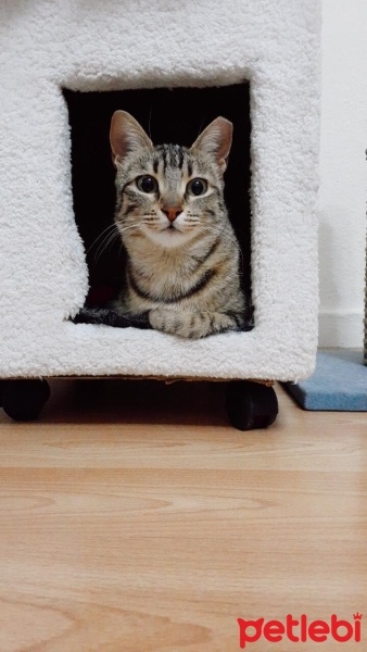 Tekir Kedi, Kedi  Balım fotoğrafı