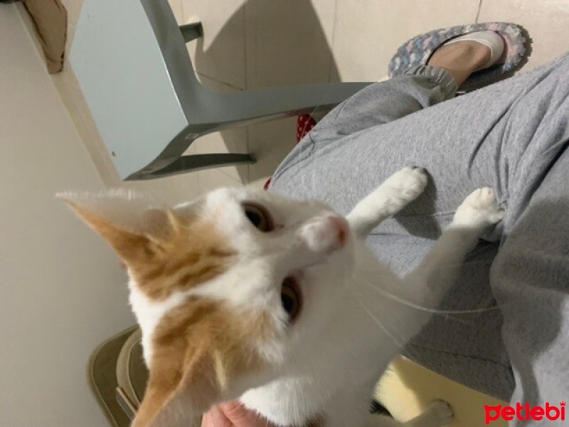 Tekir Kedi, Kedi  Pamuk fotoğrafı