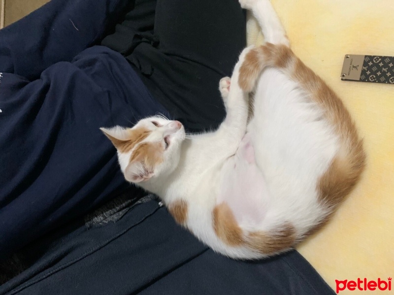 Tekir Kedi, Kedi  Pamuk fotoğrafı