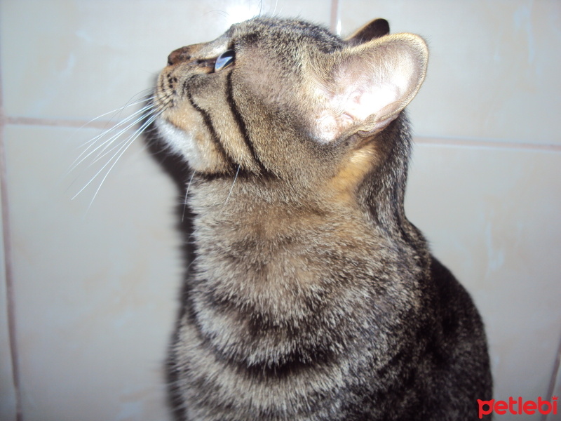 Tekir Kedi, Kedi  Leon fotoğrafı