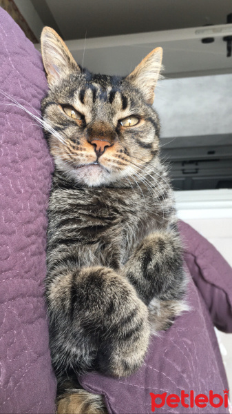 Tekir Kedi, Kedi  Leon fotoğrafı