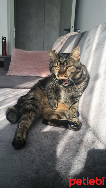 Tekir Kedi, Kedi  Leon fotoğrafı
