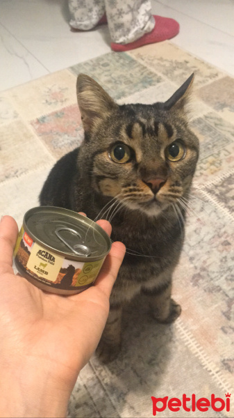 Tekir Kedi, Kedi  Leon fotoğrafı