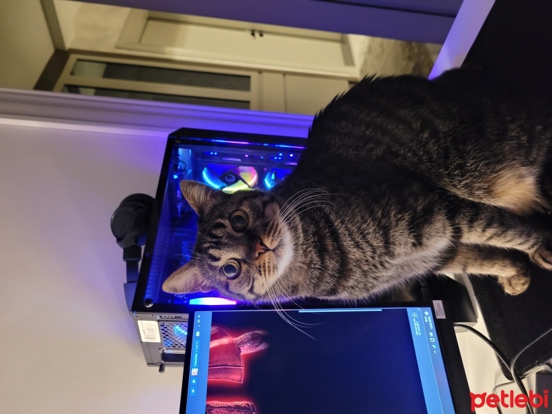 Tekir Kedi, Kedi  Leon fotoğrafı
