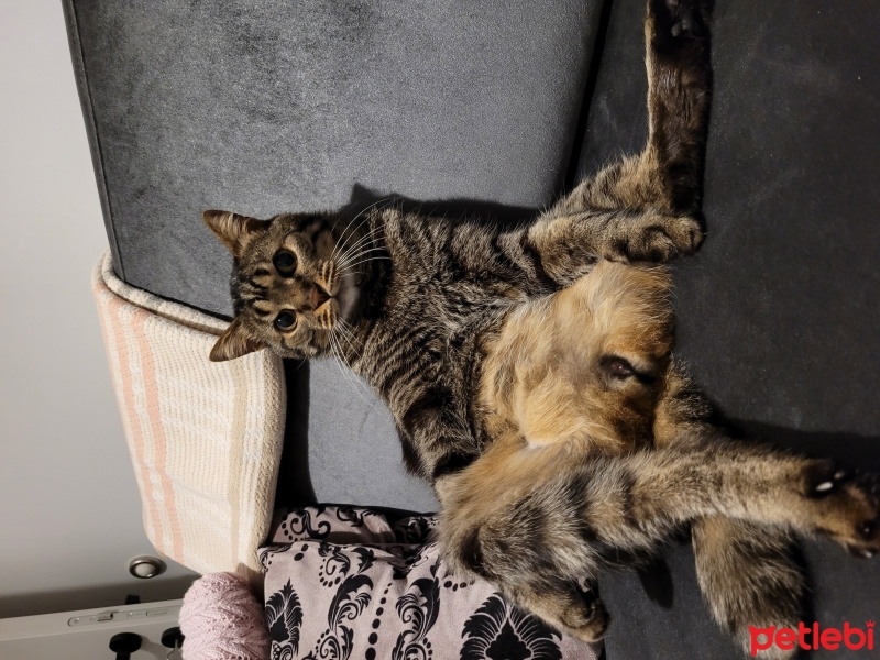 Tekir Kedi, Kedi  Leon fotoğrafı