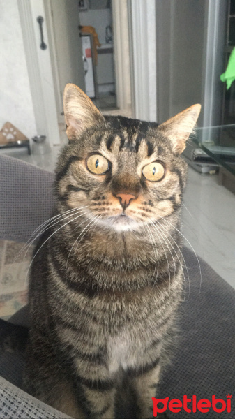 Tekir Kedi, Kedi  Leon fotoğrafı