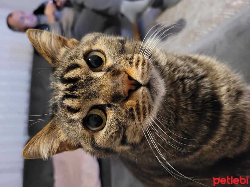 Tekir Kedi, Kedi  Leon fotoğrafı