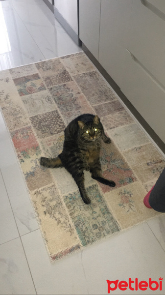 Tekir Kedi, Kedi  Leon fotoğrafı