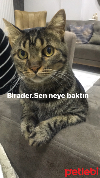 Tekir Kedi, Kedi  Leon fotoğrafı