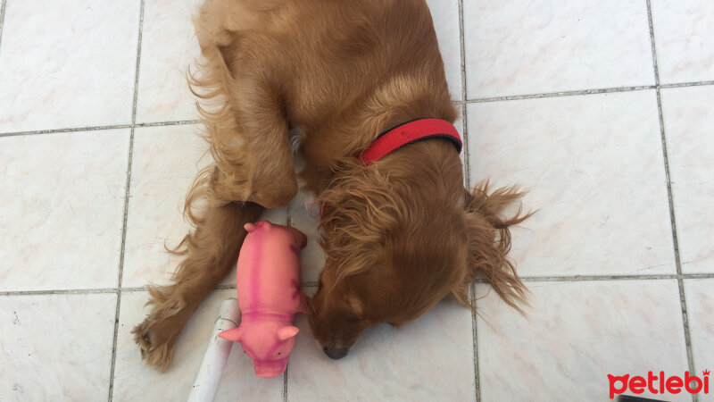 İngiliz Cocker Spaniel, Köpek  Daisy fotoğrafı