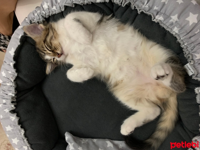 Tekir Kedi, Kedi  Pamuk fotoğrafı