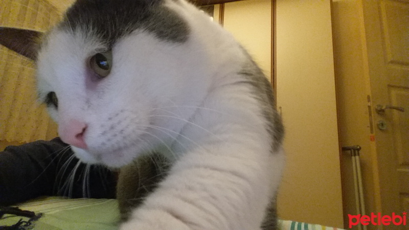 Tekir Kedi, Kedi  Duman fotoğrafı
