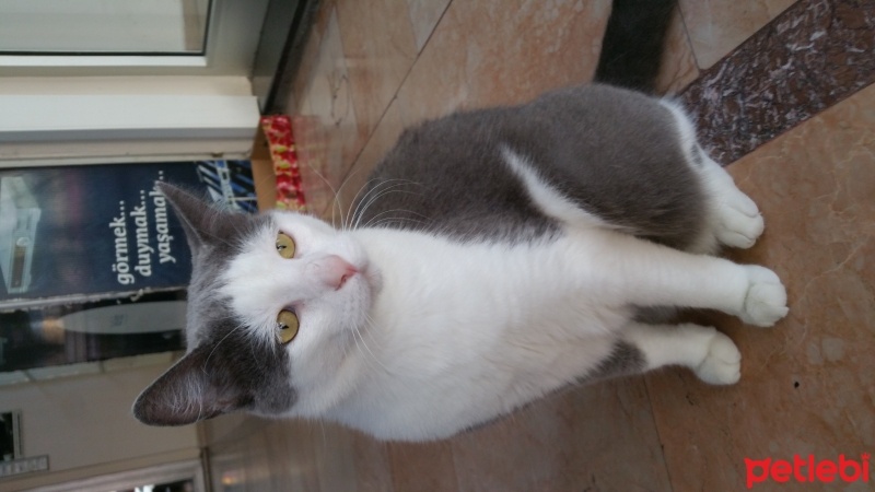 Tekir Kedi, Kedi  Duman fotoğrafı