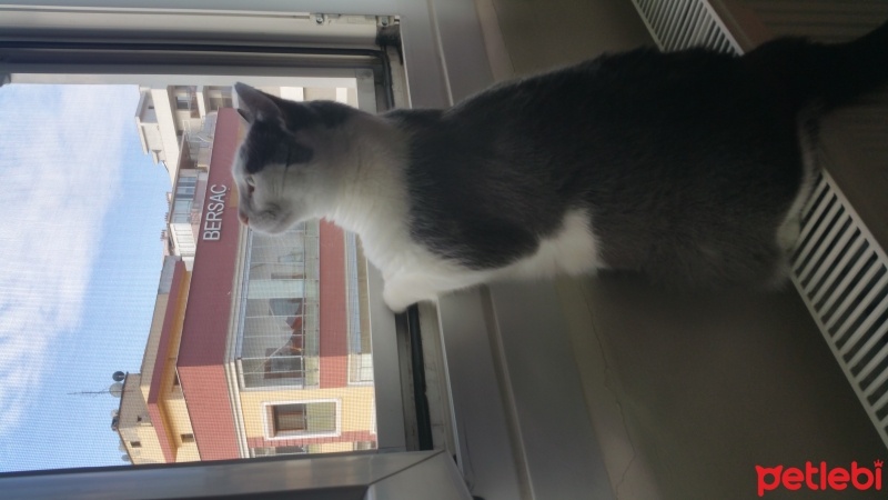 Tekir Kedi, Kedi  Duman fotoğrafı