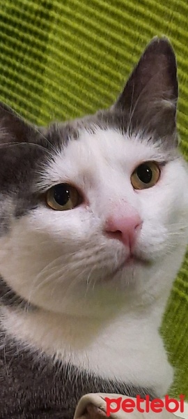 Tekir Kedi, Kedi  Duman fotoğrafı