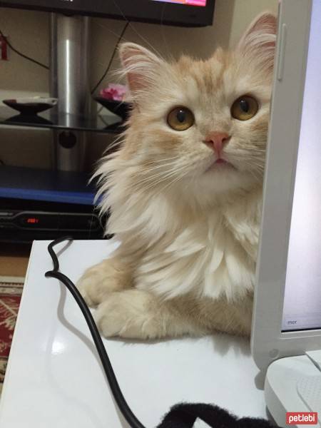 Norwegian Forest, Kedi  Balım fotoğrafı