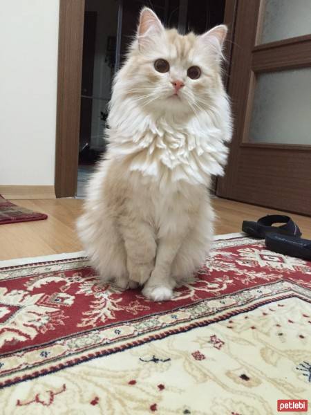 Norwegian Forest, Kedi  Balım fotoğrafı