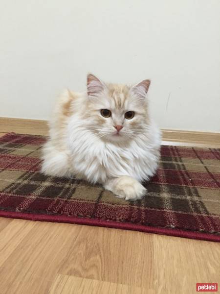 Norwegian Forest, Kedi  Balım fotoğrafı