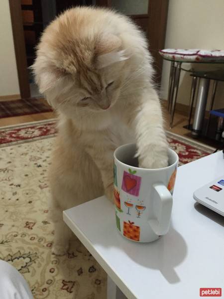 Norwegian Forest, Kedi  Balım fotoğrafı