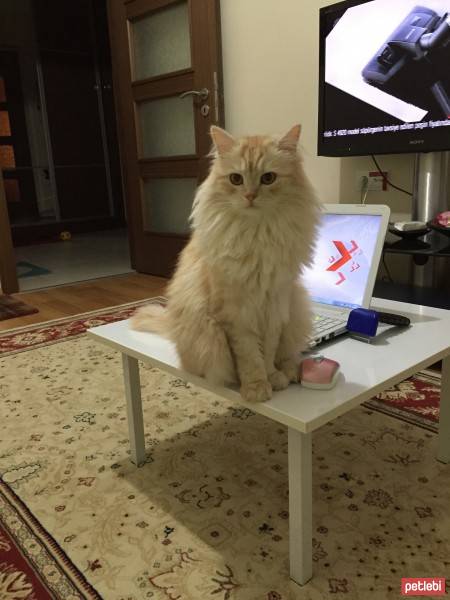 Norwegian Forest, Kedi  Balım fotoğrafı