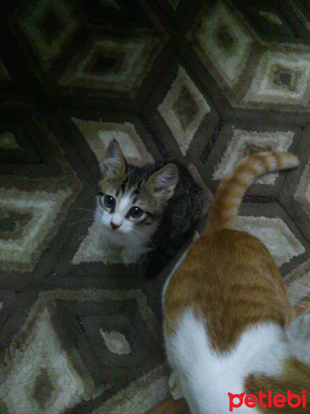 Tekir Kedi, Kedi  Lady fotoğrafı