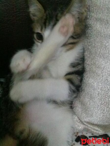 Tekir Kedi, Kedi  Lady fotoğrafı