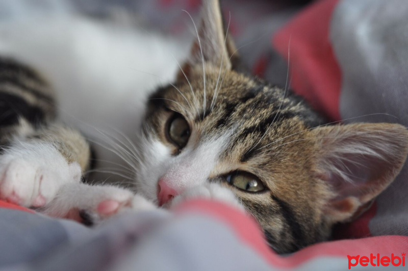 Tekir Kedi, Kedi  Biricik fotoğrafı