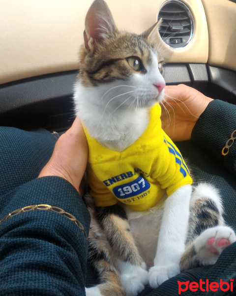 Tekir Kedi, Kedi  Biricik fotoğrafı