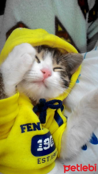 Tekir Kedi, Kedi  Biricik fotoğrafı