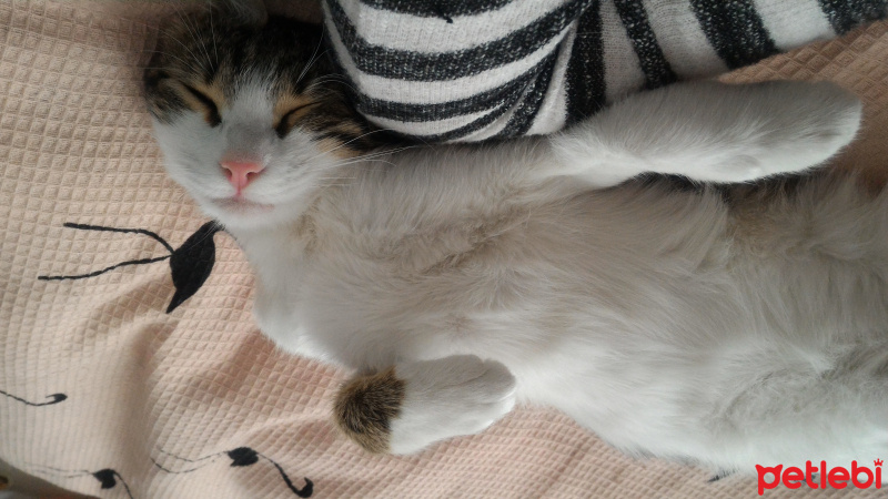 Tekir Kedi, Kedi  Biricik fotoğrafı