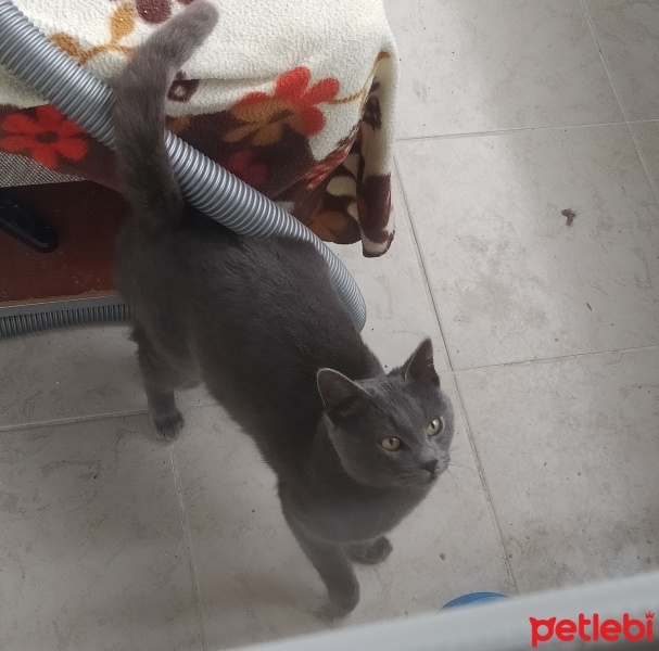 Mavi Rus, Kedi  Duman fotoğrafı