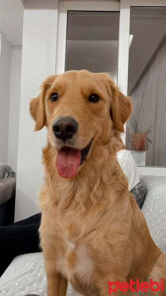 Golden Retriever, Köpek  Pascal fotoğrafı