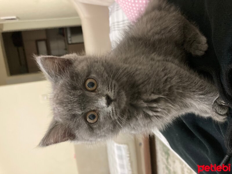 British Shorthair, Kedi  Papates fotoğrafı