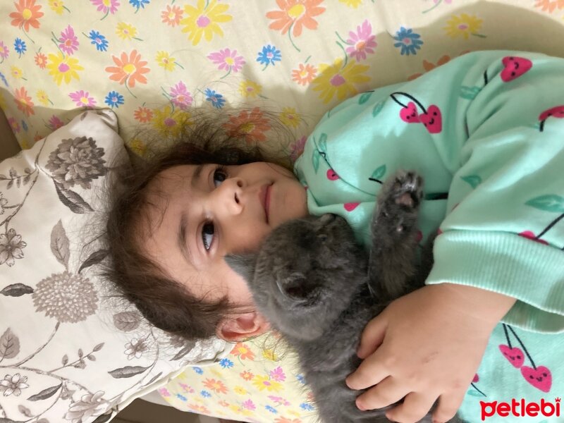 British Shorthair, Kedi  Papates fotoğrafı