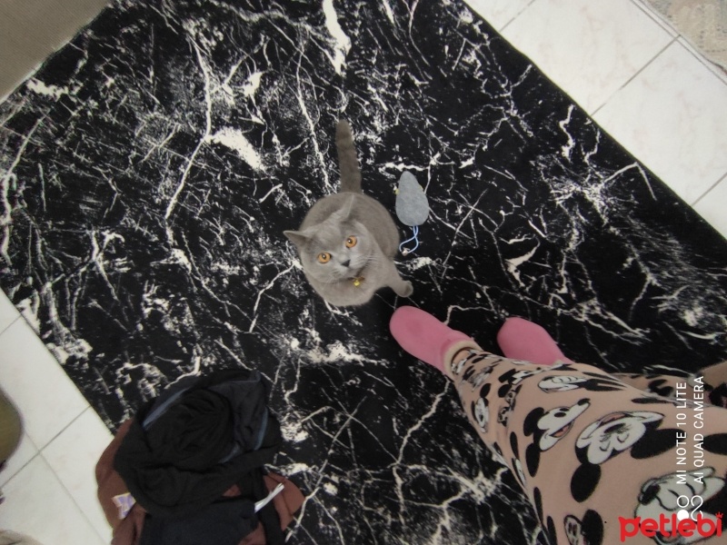 British Shorthair, Kedi  Duman fotoğrafı
