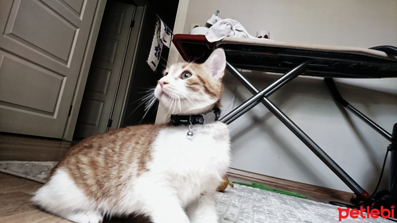 Tekir Kedi, Kedi  Mısır fotoğrafı