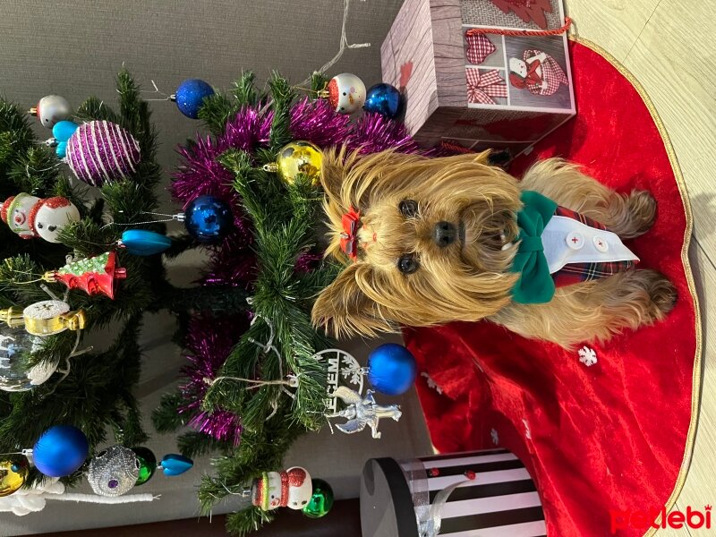 Yorkshire Terrier, Köpek  Misho fotoğrafı