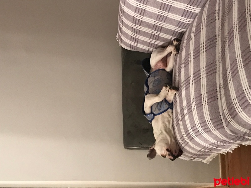 Fransız Bulldog, Köpek  Pablo fotoğrafı