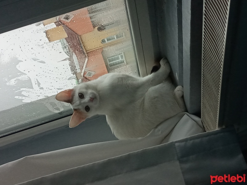 Tekir Kedi, Kedi  Şans fotoğrafı