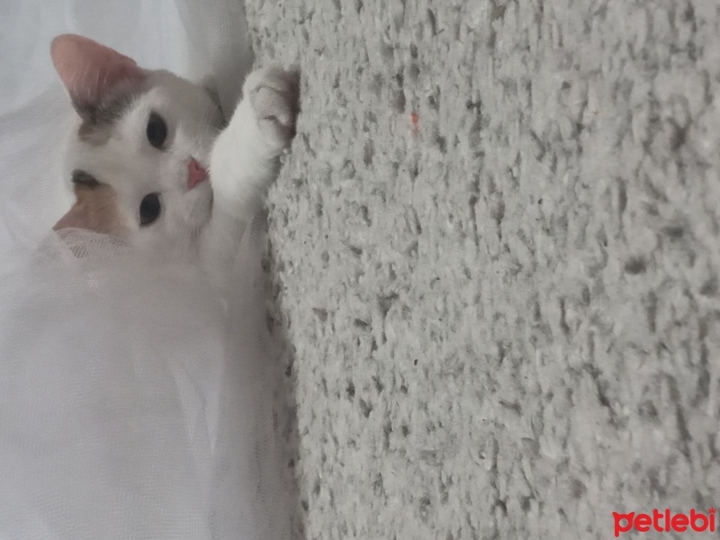 Tekir Kedi, Kedi  Şans fotoğrafı