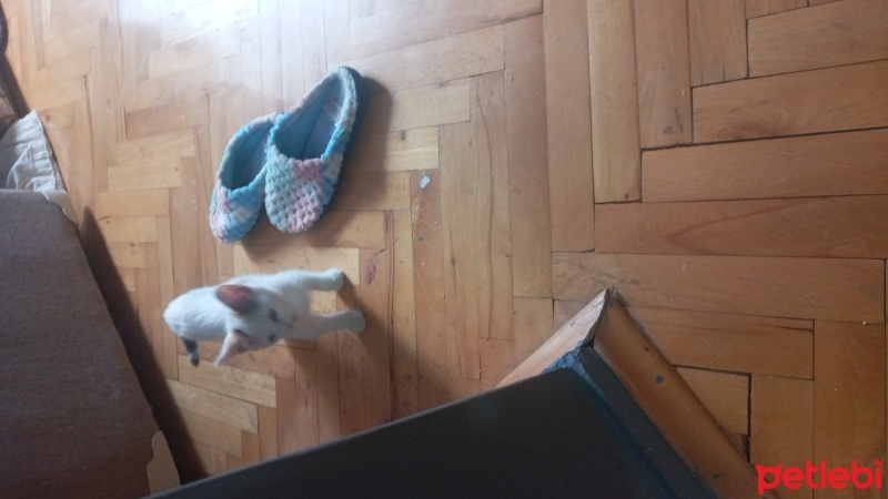 Tekir Kedi, Kedi  Şans fotoğrafı