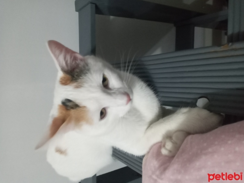Tekir Kedi, Kedi  Şans fotoğrafı