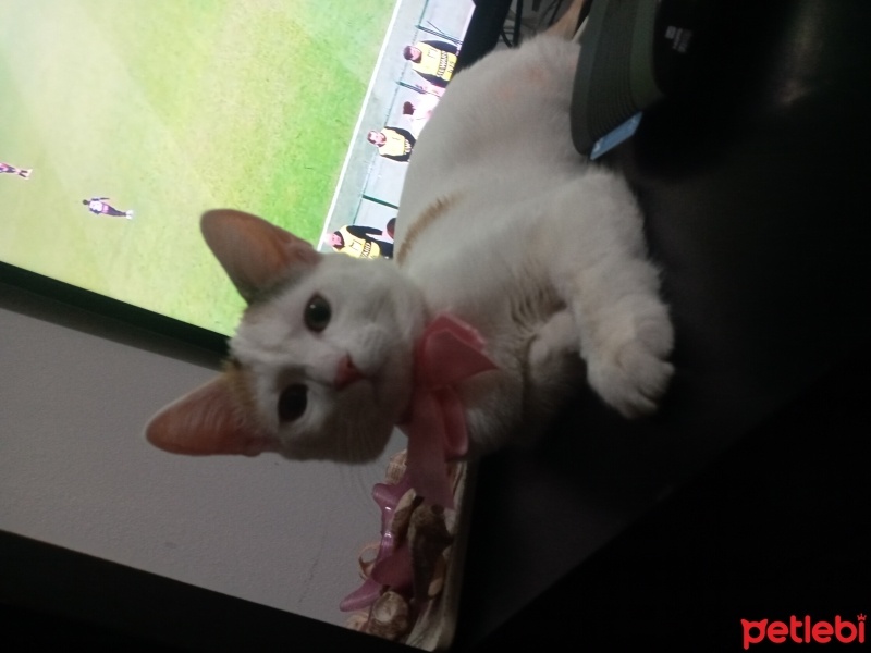 Tekir Kedi, Kedi  Şans fotoğrafı
