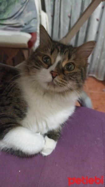 Tekir Kedi, Kedi  Pamuk fotoğrafı