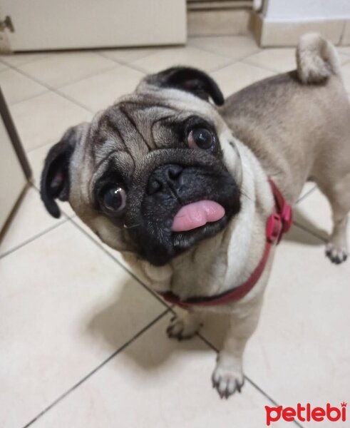 Pug, Köpek  RIFKI fotoğrafı